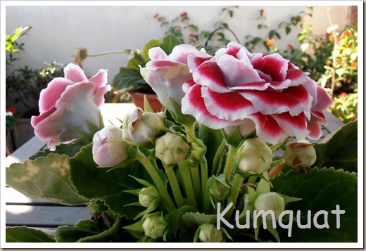 gloxinia 2