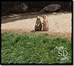 Prairie Dog