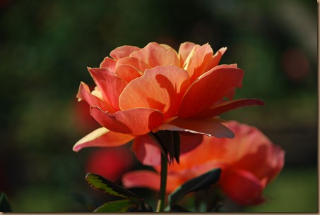 DSC_0763 DSC_0763