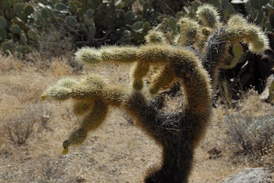 Arizona_2011_306.jpg