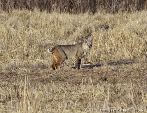 Bobcat