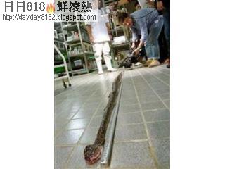 世界最長眼鏡蛇