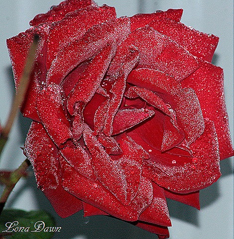 [Frosty_Bouquet2_Oct30%255B8%255D.jpg]