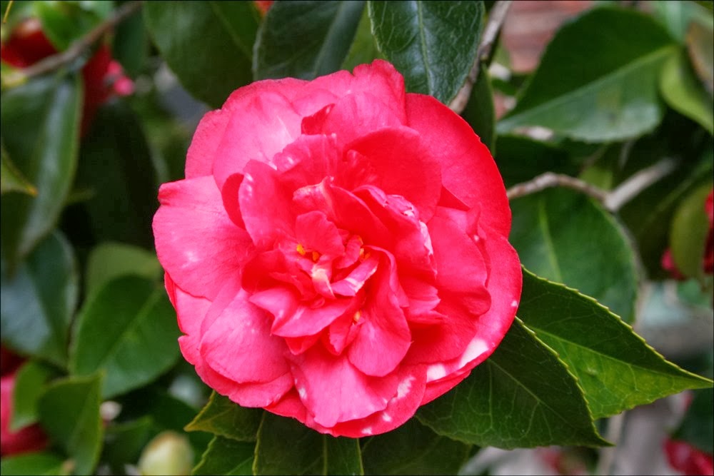 [Camellia-japonica-Daikagura-Red4.jpg]