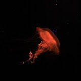 IMG_4747.JPG