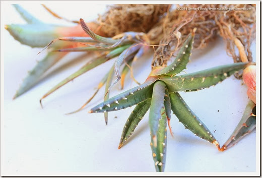 140124_Agave-utahensis-var-kaibabensis_001