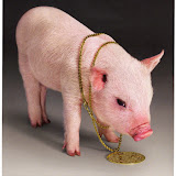 porquinhavogue04.jpg