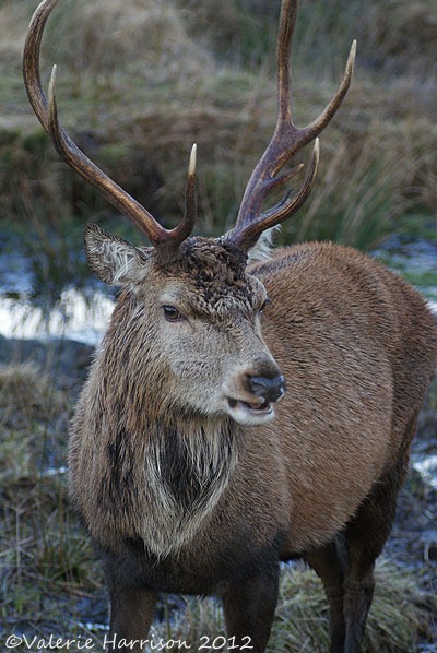 [15-red-deer%255B2%255D.jpg]