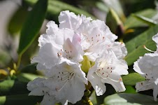 DSC_0061.JPG