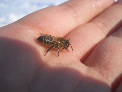 Зимовалая пчелка у меня на лодони