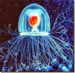 turritopsis-nutricula-3