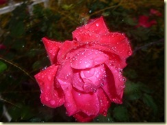 Another Rainy Day beauty