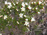  Spyridium ulicinum Photo