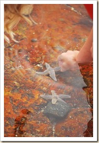 star fish and hand star fish and hand