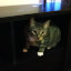 cats_chance_2011_06_10_12.jpg cats_chance_2011_06_10_12.jpg