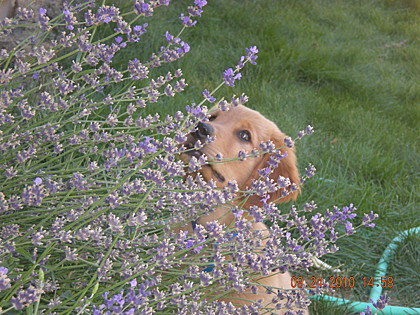 Ziggy contemplates the plight of a bee on a Lavender Plant...
Reno, NV