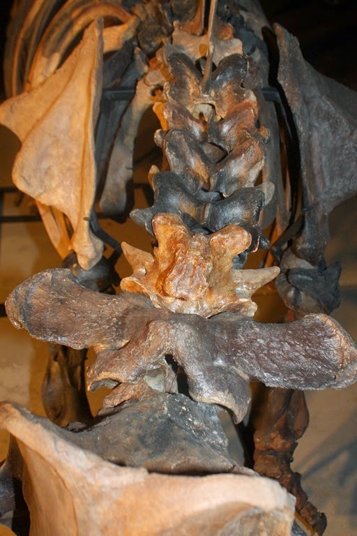 [Andy%2527s%2520fossil%2520pics%2520200%255B3%255D.jpg]