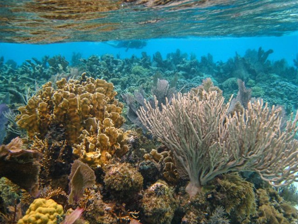 [Diving-Belize-Barrier-Reef-5.jpg]
