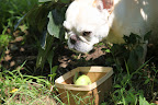 I'll pick a few more apples and then we can surprise them in the cool stable.