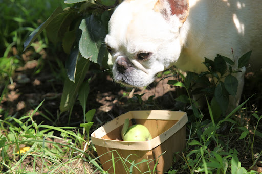 I'll pick a few more apples and then we can surprise them in the cool stable.