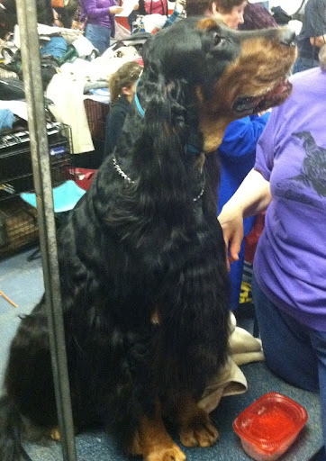 Gordon Setter