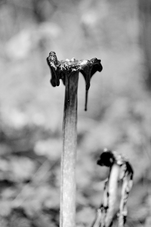 [Decaying-Ink-Cap3.jpg]