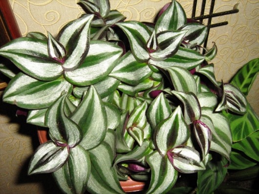 [normal_Tradescantia_030%5B3%5D.jpg]