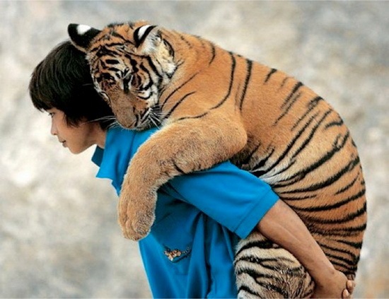 animals-and-humans_12