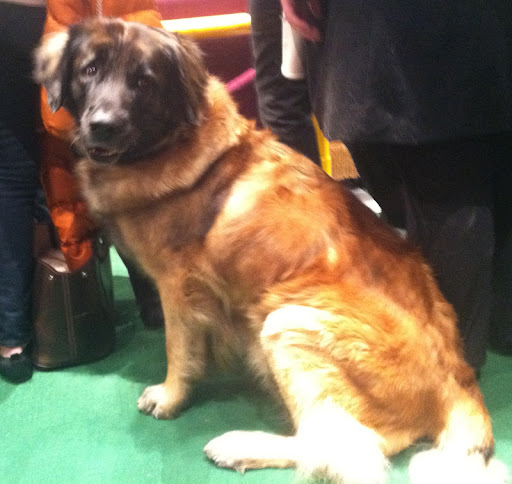 Leonberger