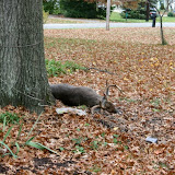 10-Pointer