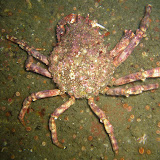 Spider Crab, Spider Crab, Does what ever a Spider Crab Does