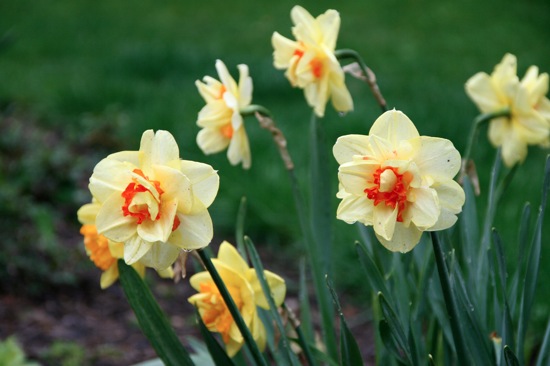 Daffs5