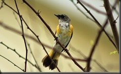 Female American Redstart SPI Female American Redstart SPI