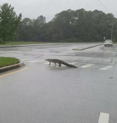 [Croc2%255B3%255D.jpg]