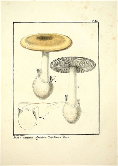 Figures des champignons, servant de supplément aux planches de Bulliard
Paris :Meilhac,1839-1842.
http://www.biodiversitylibrary.org/item/22671