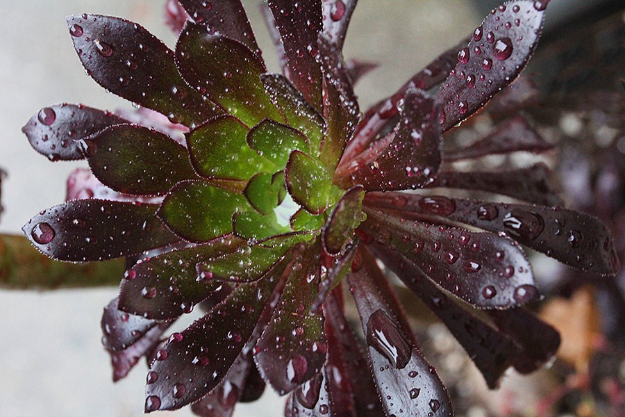 [120120_aeonium2%255B6%255D.jpg]