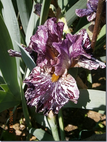 Giardino iris e rose 211
