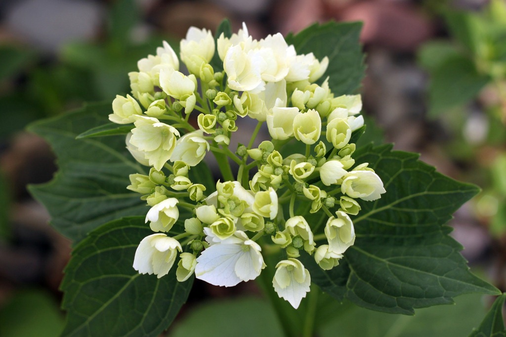 [hydrangea%25201%255B4%255D.jpg]