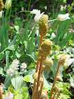 I so prefer tulips mixed in and naturalized in a planting like this than in a big, dedicated bed.