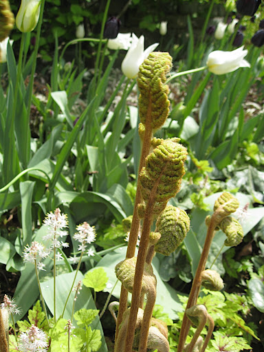 I so prefer tulips mixed in and naturalized in a planting like this than in a big, dedicated bed.