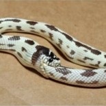 [snake-eats-itself-155x155%255B3%255D.jpg]