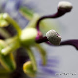 Blaue Passionsblume (Passiflora caerulea)