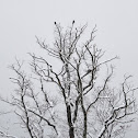 Common Raven pair (with nest)