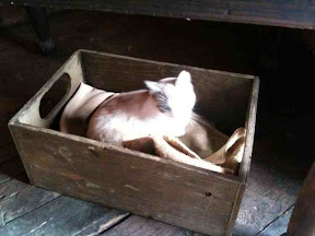 a happy cat in the hay loft