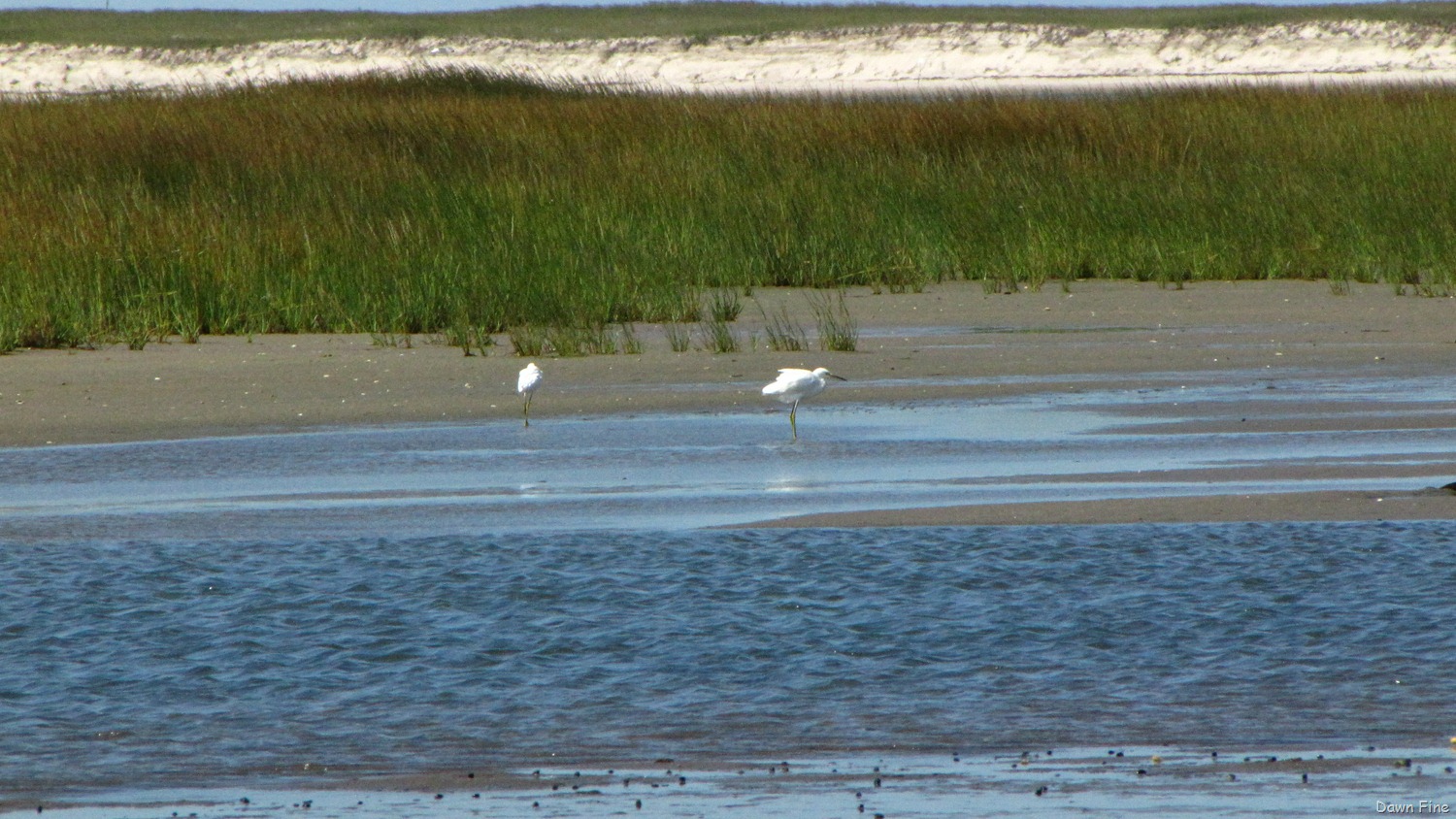 [birding-south-beach_0483.jpg]