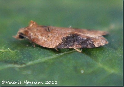 Acleris comariana pos(3) Acleris comariana pos(3)