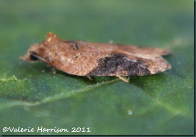 Acleris comariana pos(3)