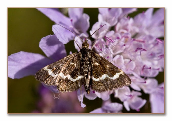 Day Moth 8  Wavy-barred Sable