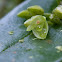 Pleurothallis