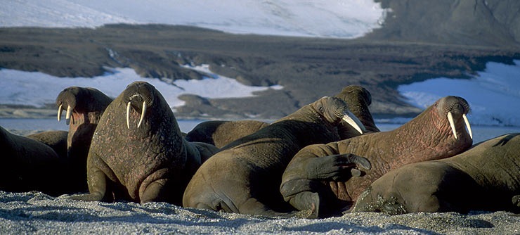 [Svalbard_2_740x225%255B4%255D.jpg]